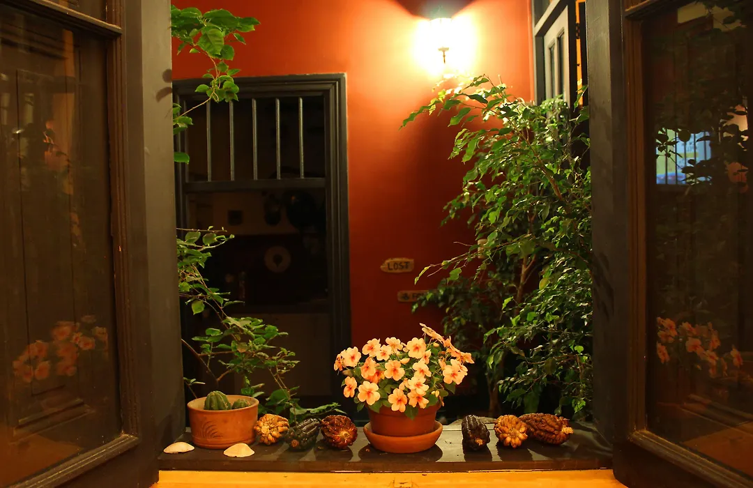 Kaclla, The Healing Dog Hostel-1