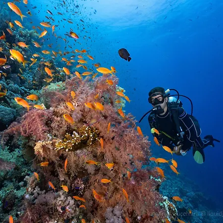 Camel Dive Club & Boutique Hotel-3