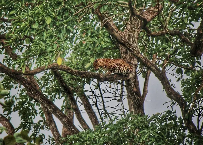 Vividearth Resorts Bandipur
