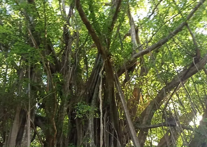 Tiki House