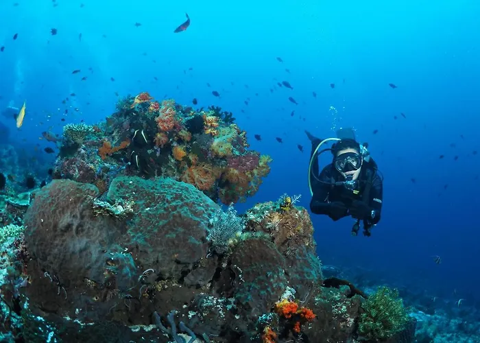 71% Diving Resort