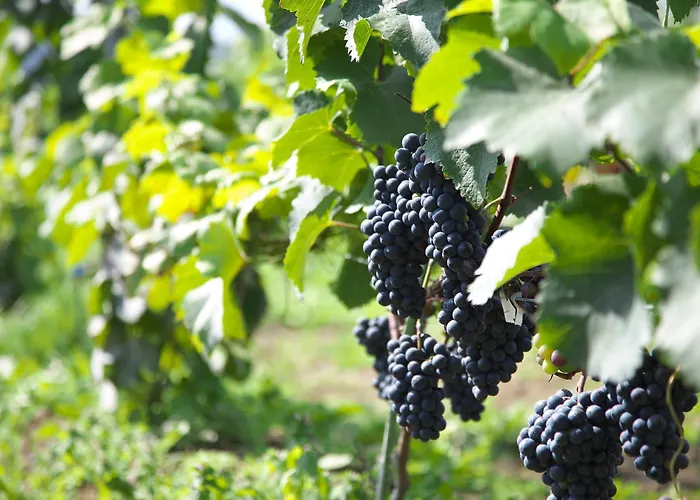 Winery Hotel And Condominium Hitohana