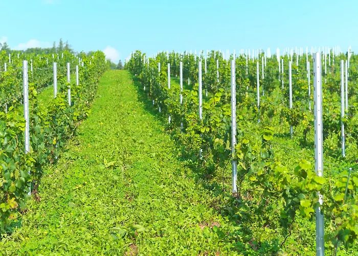 Winery Hotel And Condominium Hitohana