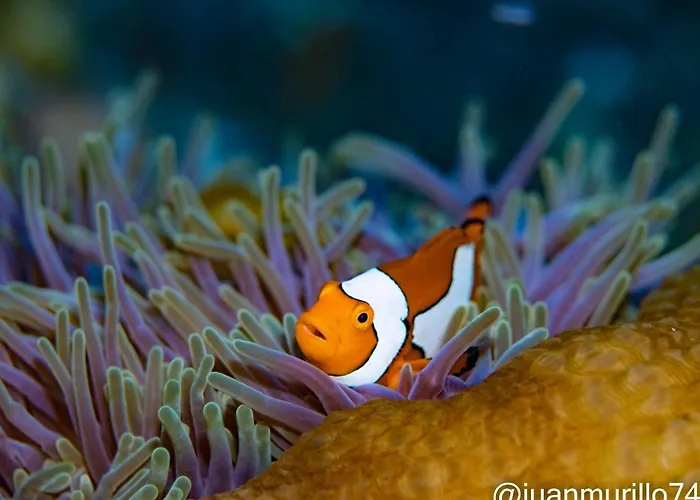 Marind Dive Eco Resort Wakatobi