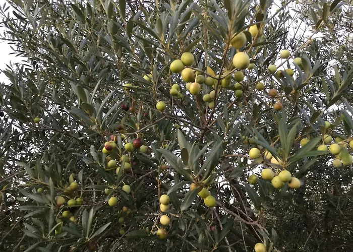 Perpignan Dans Oliveraie Tres Beau Gite 11 Pers