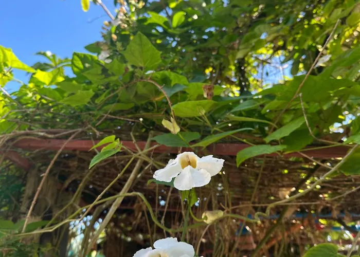 Lotus Sun & Waves Beach Resort