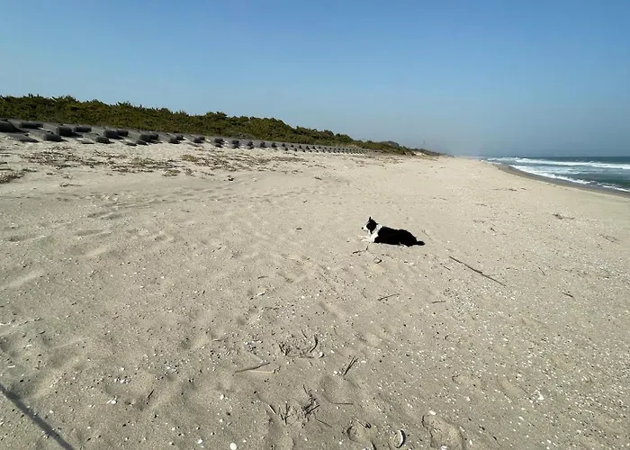 Elm On The Beach