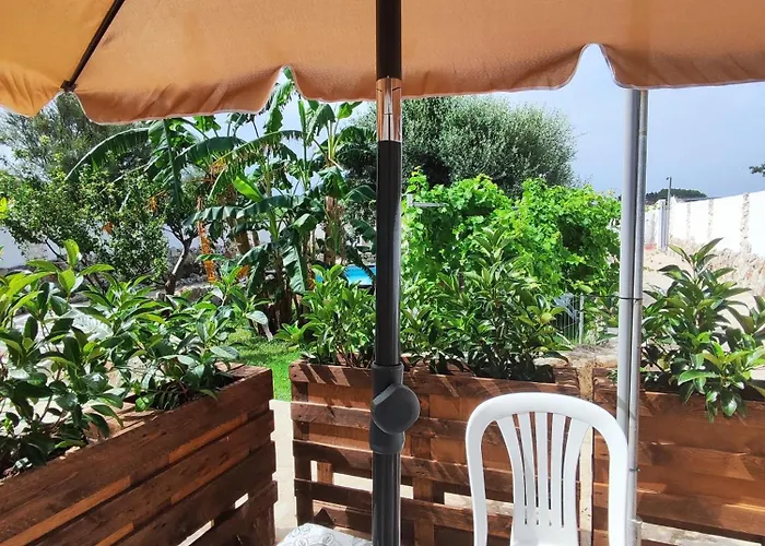 Musa Balbisiana Casa Olea