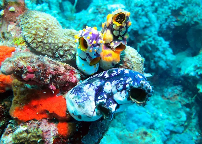 Hoga Island Dive Resort Wakatobi