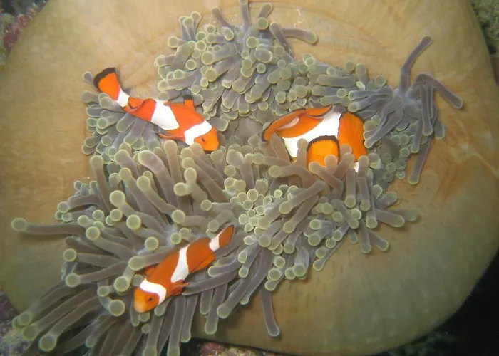 Hoga Island Dive Resort Wakatobi