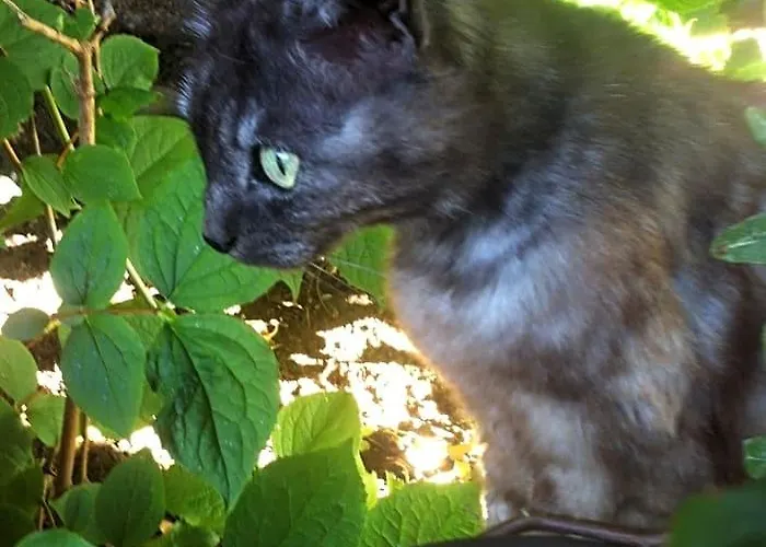 Les chambres du Chat Perché