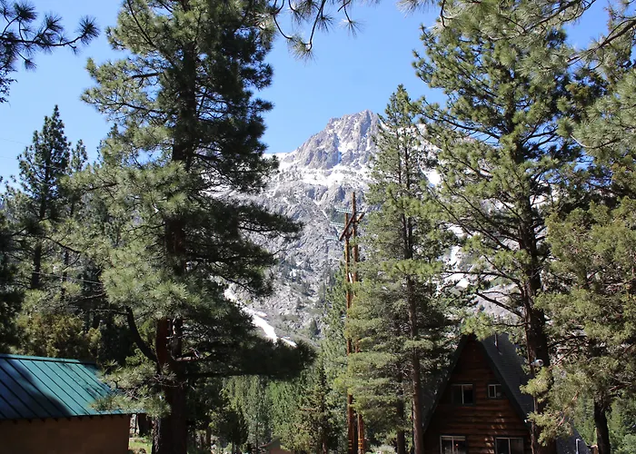 Whispering Pines