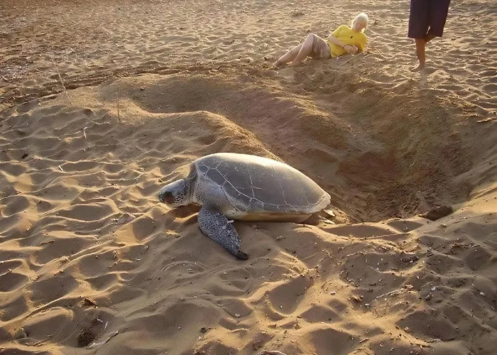 Turtle Guest House