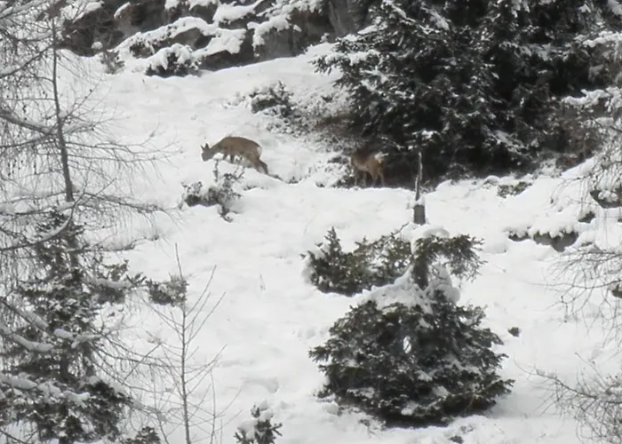 Albergo Centrale