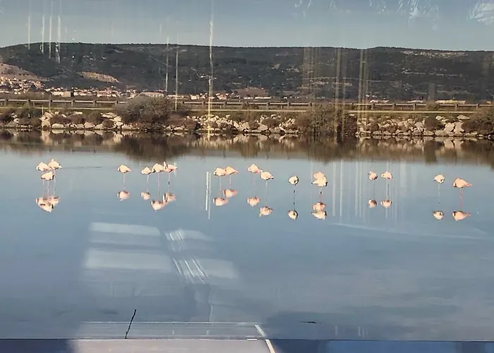 Flamants Roses 3